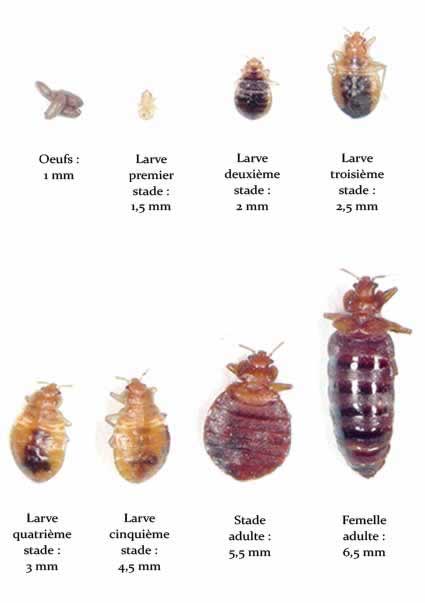 Cycle biologique punaise de lit