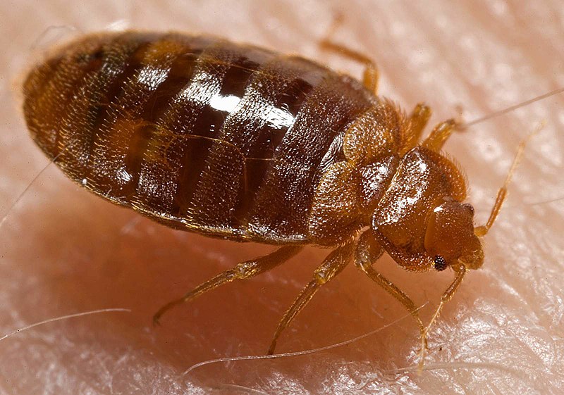 Punaises de lit. Il faut commencer par arrêter de chercher la petite bête